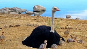 ЧУДО В ПЕРЬЯХ: СТРАУС