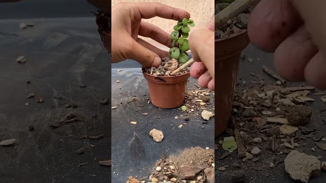 2 ESQUEJES JADE TRASPLANTE 🫶👶💚🌱#bonsai #portulacariaafra