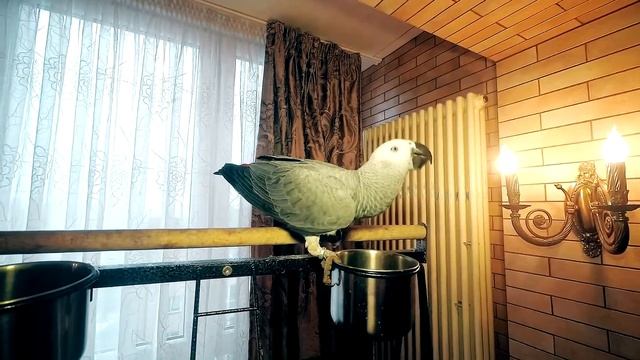 Попугай Жако Петруня придумал СКОРОГОВОРКУ.СЛАБО повторить за ним?