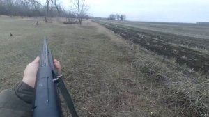 Охота с Бретоном по зайцу