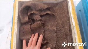 Дотянут ли слабые пчелосемьи до весны?