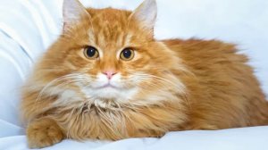 ASMR. Урчание кошки #cat Tascam.