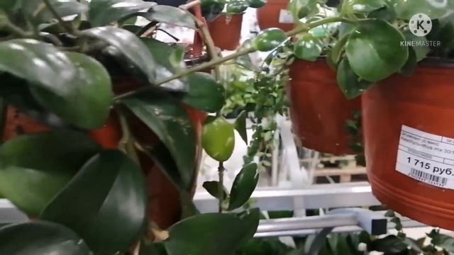 КОМНАТНЫЕ ЦВЕТЫ. ОБЗОР ЦВЕТОЧНЫХ ПОЛОЧЕК В САДОВОМ ЦЕНТРЕ. Ассортимент растений и цены в LETTO. смотреть онлайн