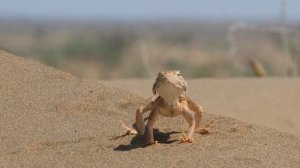 Уша́стая круглоголо́вка[1] (лат. Phrynocephalus mystaceus)