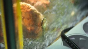 Отоцинклюс. Любитель эпично пососать. Описание, условия содержания и личный опыт.