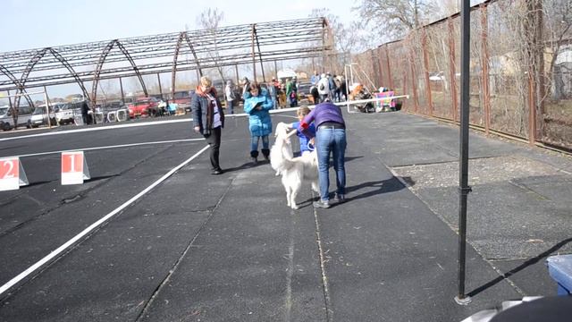 ретривер Херсон 15.03.2015