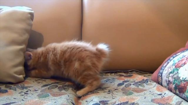 Сколько живут домашние коты и кошки?