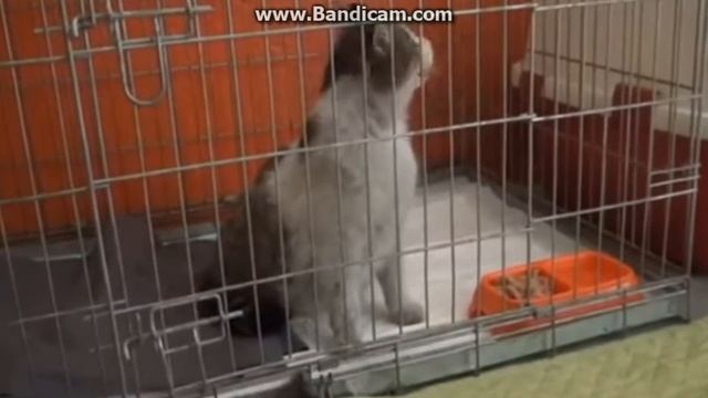 Беременная кошка пришла в больницу, чтобы ей помогли родить смотреть онлайн