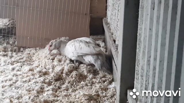 Как мускусная перламутровая (серебро) утка усаживается на яйца!Молодые утки могут бросать гнезда! смотреть онлайн