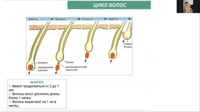 ТРИХОЛОГИЯ|ЛЕКЦИЯ О ВОЛОСАХ|СТРОЕНИЕ ВОЛОС ЧЕЛОВЕКА