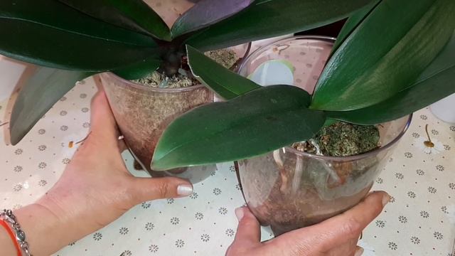 Орхидеи Реанимашки Растут в Варёном Мхе | КОРНИ ОРХИДЕИ РАСТУТ | Ph. Lolli Pop;Chocolate;Гуля смотреть онлайн