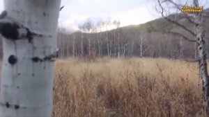 ЗАГАДОЧНЫЕ СУЩЕСТВА СТРАННЫЕ И НЕОБЪЯСНИМЫЕ СУЩЕСТВА, СНЯТЫЕ НА ВИДЕО