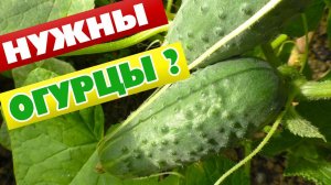 Чем подкормить огурцы если нет навоза