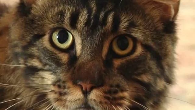 Домашний питомец (выпуск 29 Подарок . Модный приГАВор) (РИА Биробиджан) смотреть онлайн