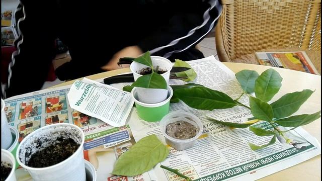 лимон черенки как я делаю смотреть онлайн