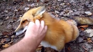 Невероятная дружба! Люди и диких животных