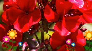 Флокс метельчатый Адесса Ред (Adessa Red). Краткий обзор, описание характеристик, где купить саженц