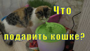 ЧТО ПОДАРИТЬ КОШКЕ? ФОНТАН - ПОИЛКА