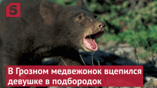 В Грозном ручной медвежонок вцепился девушке в подбородок