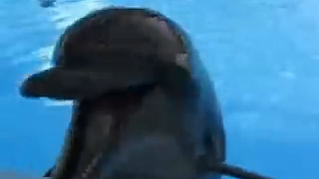 как смеются дельфины..)). смотреть онлайн