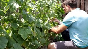 Что делать, если на огурцах пероноспороз