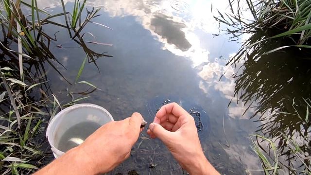 Рыбалка на живца. Щука и окунь на живца! Рыбалка на течении смотреть онлайн