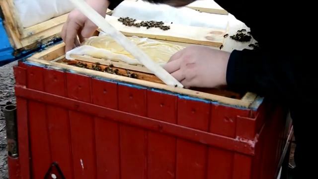 Подкормка пчёл пастой канди смотреть онлайн
