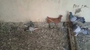 Бакинские широкохвостые голуби Сефера в Дагестане!+7 928 871-45-51