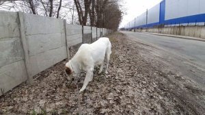 18.03.23 Алабай чистит желудок