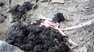 Крот появляется из норы