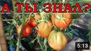 ДОЗАРИВАНИЕ ТОМАТОВ дома???