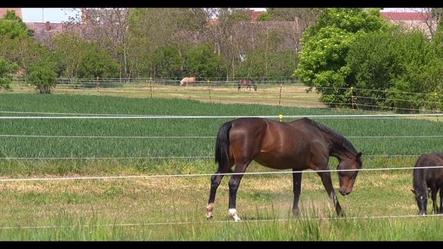 Reitgut Schloß Niederabsdorf - Testaufnahmen panasonic hc-x1 4 K Aufnahme mit 20fach-Zoom смотреть онлайн