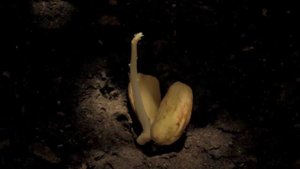 как растет дуб