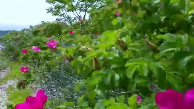 Александр Дольский - Два мальчика на долгом берегу смотреть онлайн