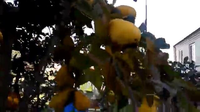 12.11.2019 Осень в Сочи. Мандарины и греческая айва, супер урожай! смотреть онлайн