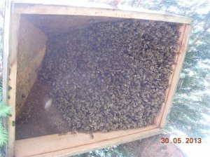 роение пчел в июне - удобный привой для прививания вышедшего из улья роя