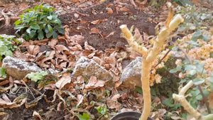 Бругмансия как сохранить. /  Brugmansia how to save