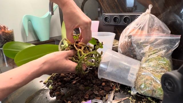 Пересадка орхидеи от @zeboorhids за СЕМЬ минут!✌????