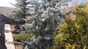 ГОЛУБАЯ ЕЛЬ ХУПСИ | НЕ БРОСАЙТЕ ЕЛЬ НА УЧАСТКЕ