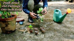 Grow Gardenia Cuttings in Easiest Method and Multiply them free of Cost