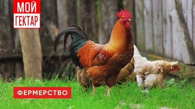 Проект «Мой гектар»