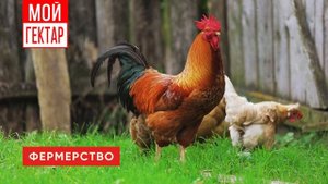 Проект «Мой гектар»