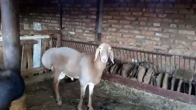 По кличке Волчок. Архив. смотреть онлайн