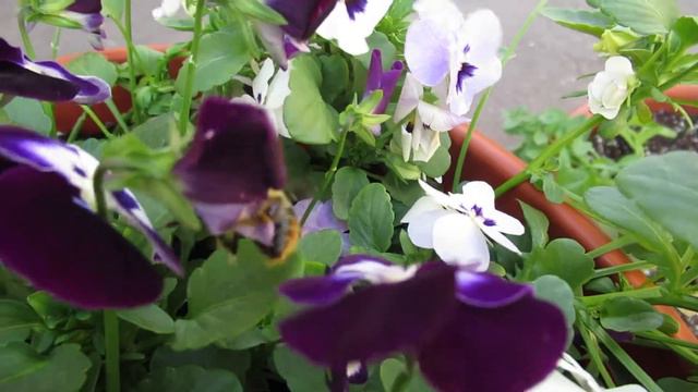 Шмель-трудяга🌼🌸 смотреть онлайн