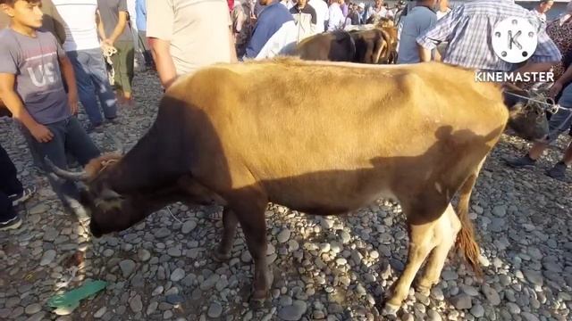 ИСКРА МОЛ БОЗОРИДА КУЧКАР КУЙ ЭЧКИ КУЗИ НАРХЛАРИ БЛАН ТАНИШИБ УТИНГИЗЛАР ЖИГАРЛАР ИСКРА МОЛ БОЗОРИ смотреть онлайн