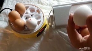 ИНКУБАТОР МИНИ-7. ДЕНЬ 9. Как определить, оплодотворено яйцо или нет?