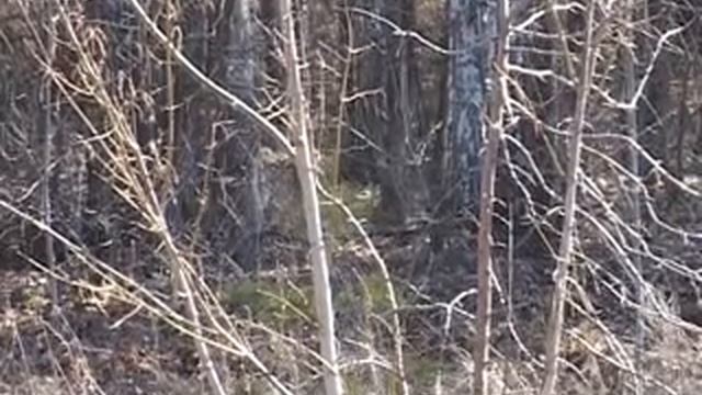 Чистые леса смотреть онлайн