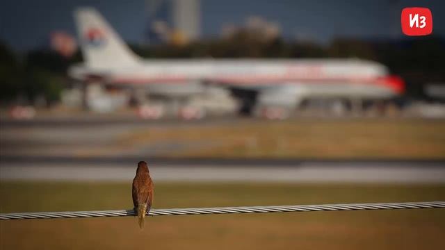 В США самолет совершил вынужденную посадку из за любопытной птицы смотреть онлайн