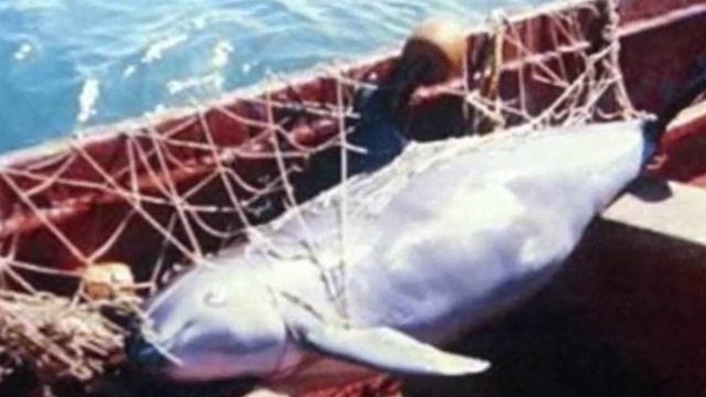 Adiós al delfín de río chino (Extinción del Baiji) смотреть онлайн