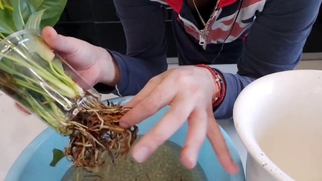 Антуриум и Спатифиллюм спустя 2,5 месяца в Гидрогеле и в воде , а так же  флорариум спустя 4 месяца